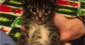 adorable foster kitten has the hiccups