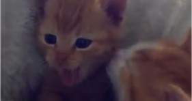 adorable orange kitten bath cute kitties