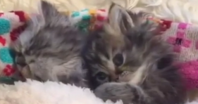 adorable teeny tiny cute kittens compilation video