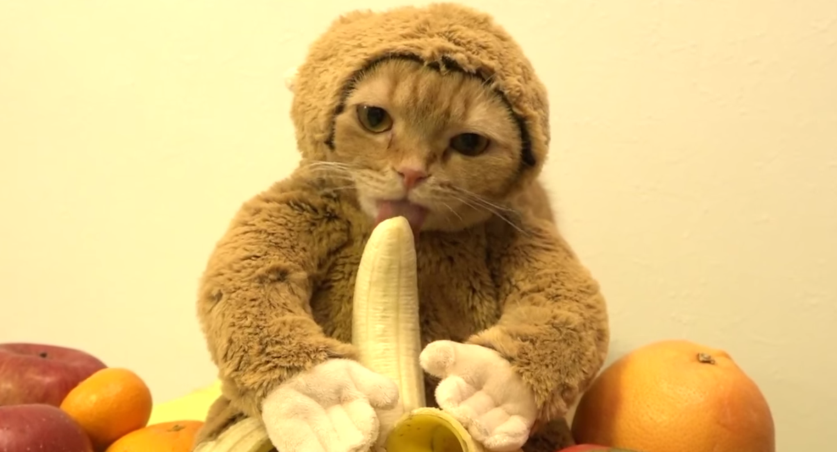 Коте обезьянка. Кот в костюме банана. Котик ест картошку. Котенок банан. Кот в костюме обезьяны.