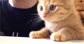 adorable baby orange kitten loves veggies