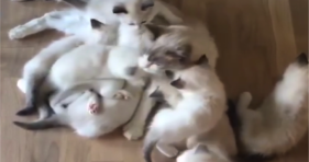 adorable cat drowns in sea of kittens