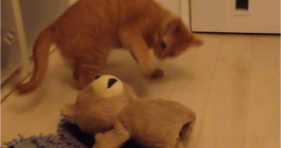 adorable orange kitty practices karate with teddy
