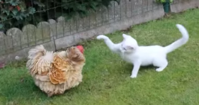 chicken vs cat