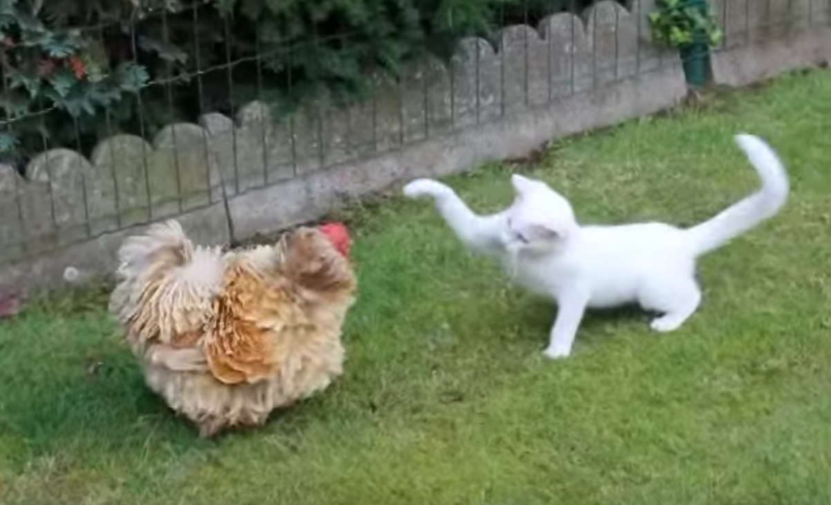 Кура кошка. Кот и курица. Котик и Курочка. Кот против петуха. Курица против кошки.