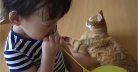 cute baby loves camo orange kitten