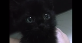 cute black rescue kitten meows like squeak toy
