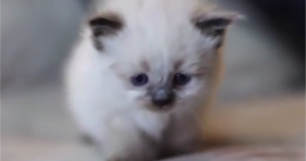cute compilation of adorable fluffy kittens