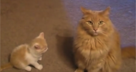 fluffy orange cat ignores cute baby orange kitten