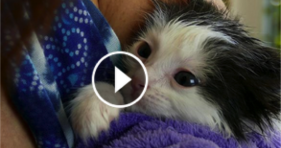 learn how to make a cat purrito kitten taco tuesday