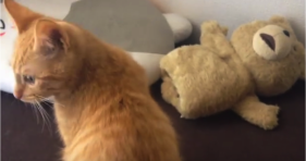 orange cat hiroshi fights his teddy lolcats