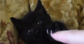 adorable baby black kitten has bear claws