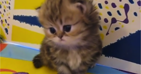 adorable baby persian kitten