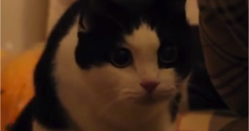 adorable cat wiggles what his mama gave him