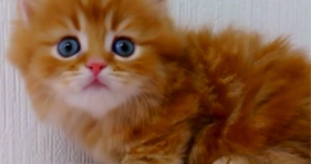 adorable fluffy orange kitten with baby blue eyes