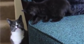 cute baby black kitten thinks he is goliath