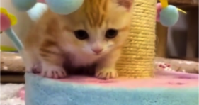 most beautiful baby orange kitten