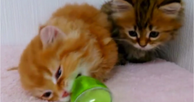 two fluffy kittens play with toy mouse