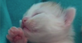 adorable white kitty cute jellybean toes