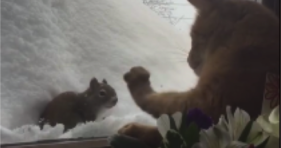 adorable cat squirrel appear to be best furriends