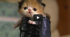 adorable kitten in boot is puss in boots