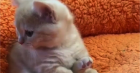 adorable orange baby kitten cleaning cute