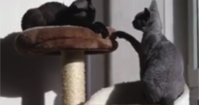 cute grey cats battle for king of the jungle
