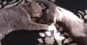 cute grey cats brotherly love melts hearts