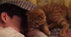 cute orange cat mornings alarm kitty