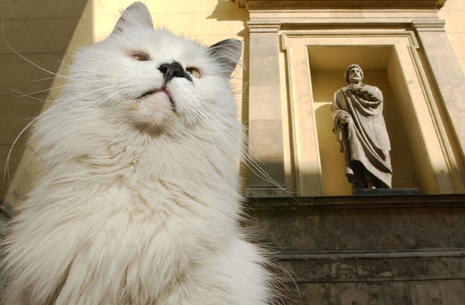 Vaska the cat, one of the Hermitage Museum mice hunters, seen in the museums yard, with an antic statue on the background, in St. Petersburg, in this April 25, 2004 photo. Cats have been part of the Hermitage's security system since its founding days. (AP Photo/Dmitry Lovetsky)