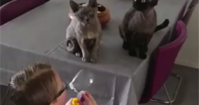 two cute grey cats love bubbles
