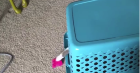Clever Cat Helps with Laundry