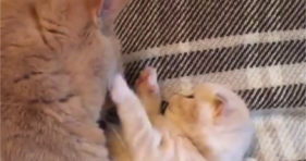 adorable mom cat giving baby kitten clean bath