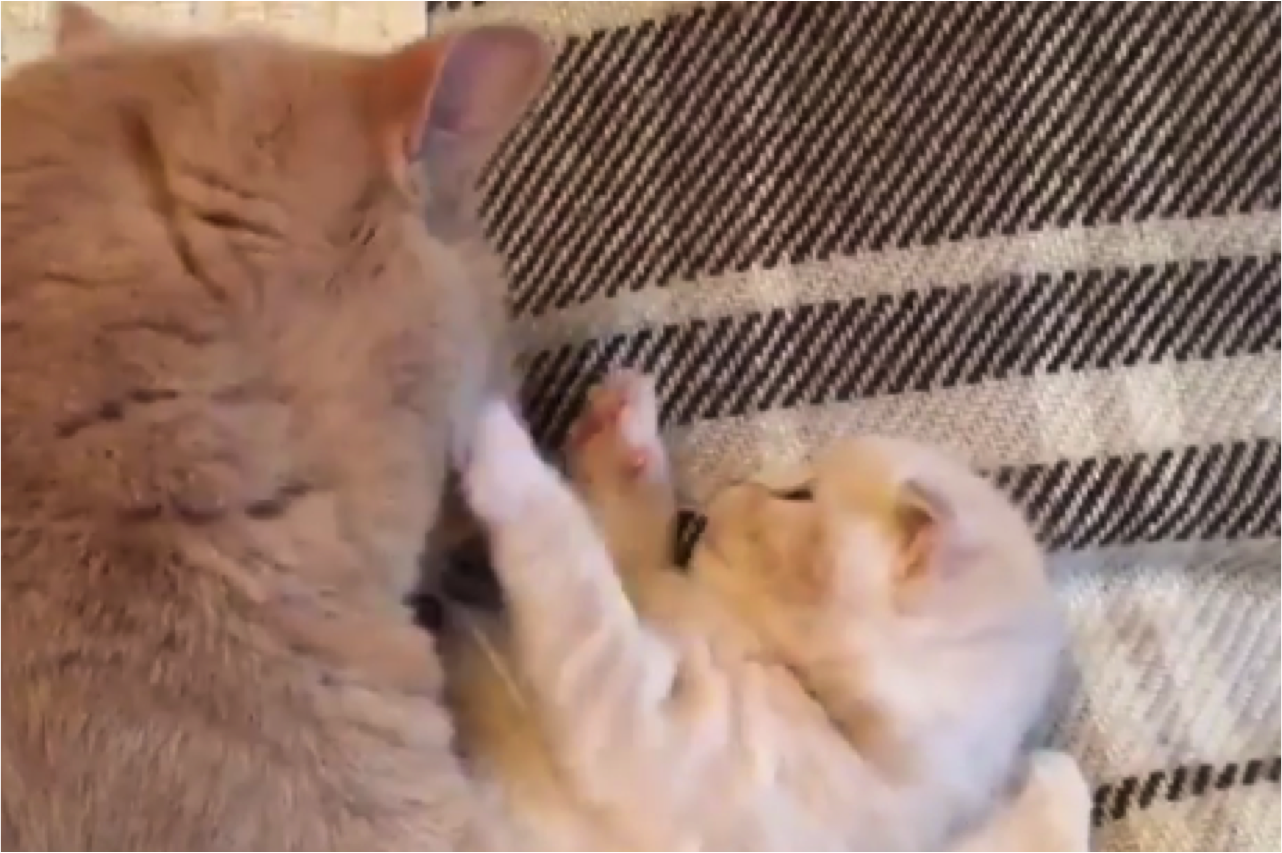 Adorable Mom Cat Giving Baby Kitten Clean Bath 