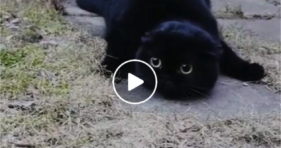 cute black kitty cat dubs as baby seal
