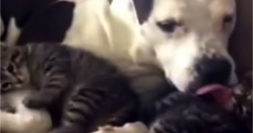 pit bull loves her foster kittens