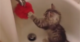 sweet precious baby kitten loves bathroom boxing