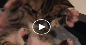 adorable baby kitten red dot practice catches tail
