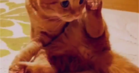 adorable orange kitty is a yoga cat