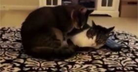 cute kittens showing some sisterly love cat cuddles