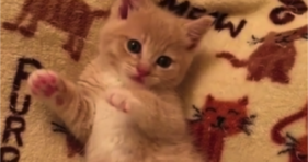 cute yellow baby kitten loves strawberry jelly bean toes