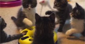 five foster kittens play with new cat toy