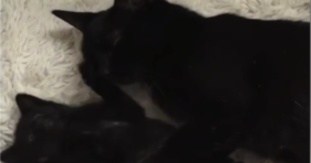tiny black kitten shows mom love on mother's day