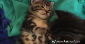 adorable baby kitten has cutest belly