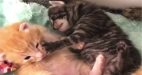 adorable kitten fight