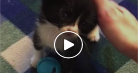 cute baby kitten is clumsy and adorable