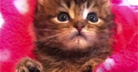 tiny kitten fixes cuteness withdrawal adorable