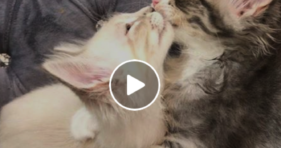 adorable cuddly sisters lick each other clean cat bath