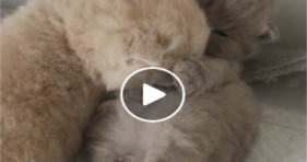 cute kittens cuteness overload fluffy cats