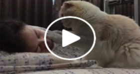 fluffy white cute kitten wake up mom